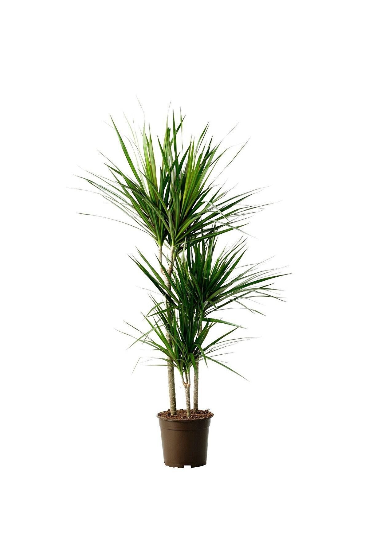 Dracena Marginata