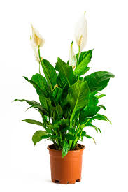 Barış Çiçeği (Spathiphyllum) Saksı Bitkisi