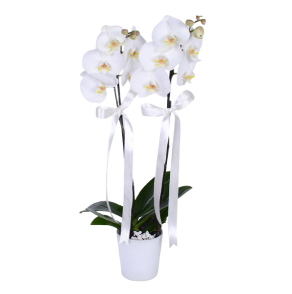 Beyaz Orkide