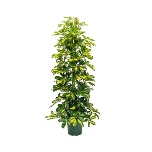 Schefflera (Şeflera) Alacalı Salon Bitkisi