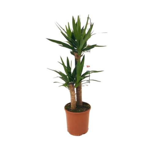 Yucca Çiçeği(kili Gövde)