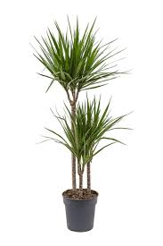 Dracaena Marginata (Marginata Salon Bitkisi)