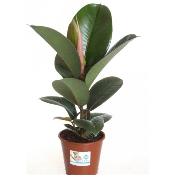 Kauçuk Bitkisi (Ficus Elastica) Saksı Çiçeği
